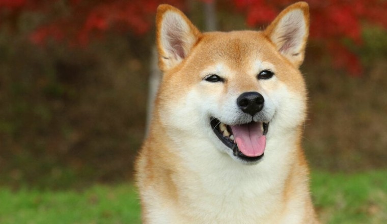 Elon Musk-Inspired D.O.G.E. Meme Coin Skyrockets, Outpacing Dogecoin Gains - Decrypt